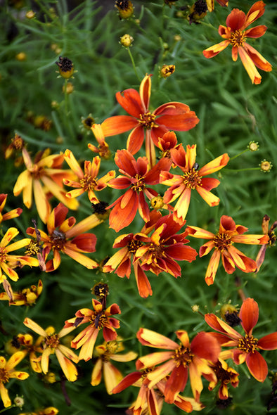 Coreopsis verticillata 'Crazy Cayenne' (Sizzle And Spice; Crazy Cayenne Tickseed)