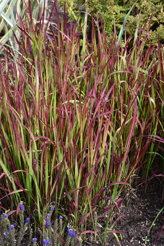 Imperata cylindrica 'Red Baron' – Green Thumb Nurseries