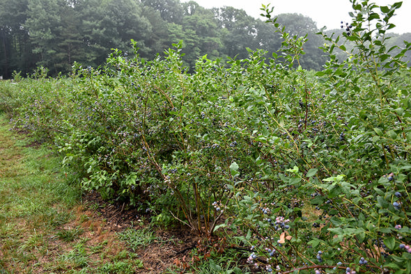 Vaccinium corymbosum 'Bluegold' (Blueberry)