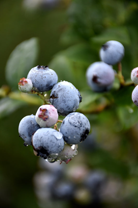 Vaccinium corymbosum 'Polaris' (Blueberry)