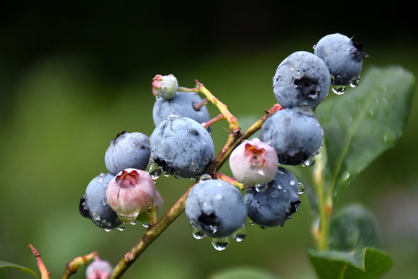 Vaccinium corymbosum 'Blueray' (Blueberry)