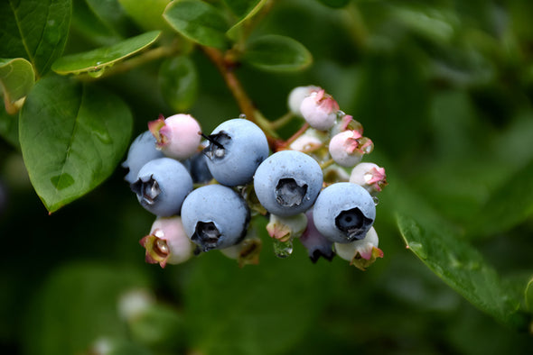 Vaccinium corymbosum 'Elliott' (Blueberry)