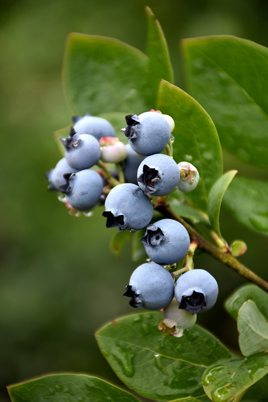 Vaccinium 'Northblue' (Blueberry)