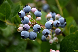 Vaccinium corymbosum 'Bluecrop' (Blueberry)