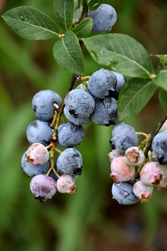 Vaccinium corymbosum 'Legacy' (Blueberry)