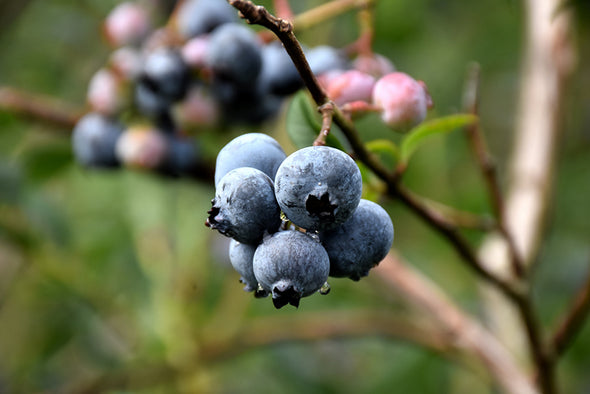 Vaccinium corymbosum 'Chandler' (Blueberry)