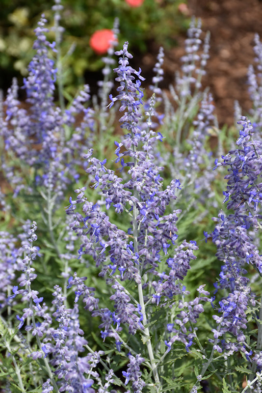Perovskia atriplicifolia 'Lacey Blue' (Russian Sage)