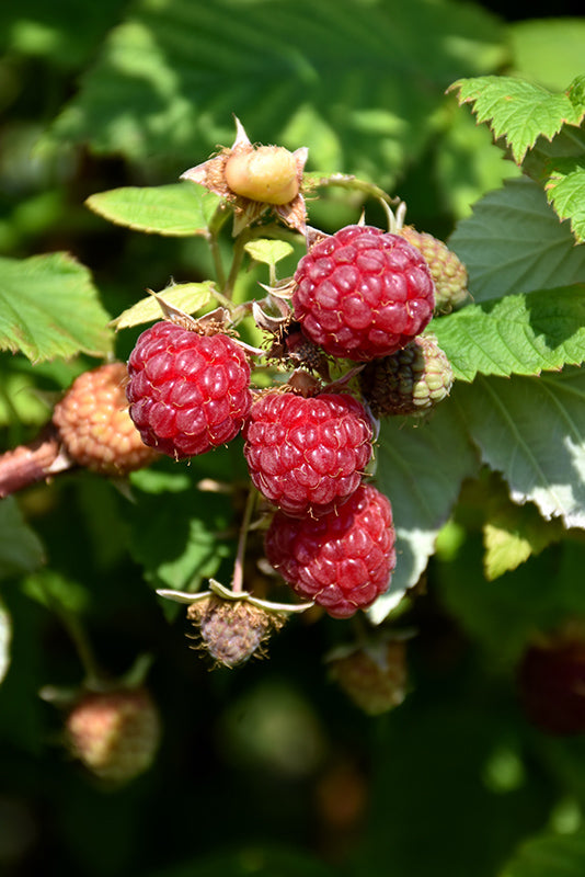 Rubus idaeus 'Boyne' (Raspberry)