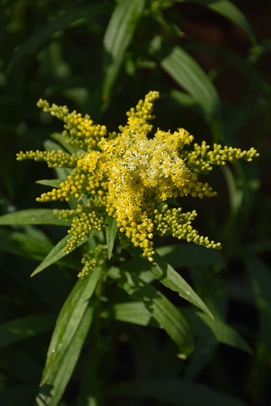 Solidago canadensis 'Sweety'