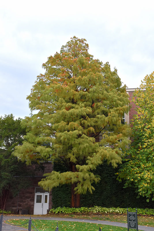 Taxodium distichum (Baldcypress)