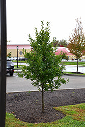 Nyssa sylvatica 'NSUHH' (Green Gable Black Gum)