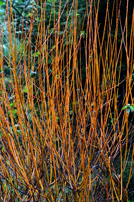 Salix 'Flame' (Flame Willow)