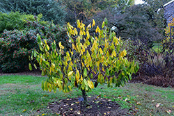 Asimina triloba 'Sunflower' (Pawpaw)