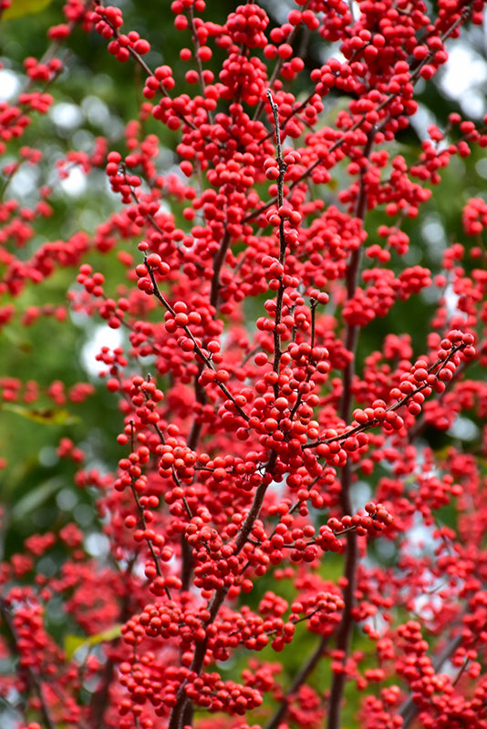 Ilex verticillata 'Winter Red'