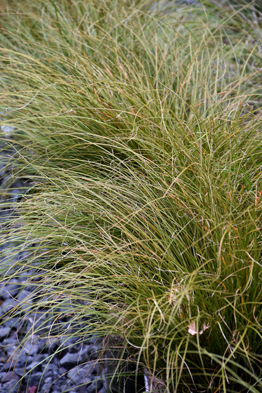 Carex testacea (New Zealand Hair Sedge)