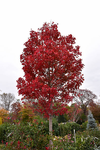 Acer rubrum 'October Glory' (Red Maple)