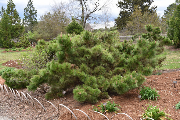 Pinus thunbergii 'Yatsubusa' (Yatsubusa Japanese Black Pine)