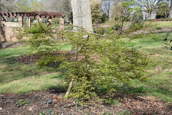 Acer palmatum dissectum 'Emerald Lace' (Weeping Japanese Maple)