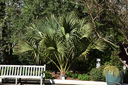 Sabal palmetto (Cabbage Palm)
