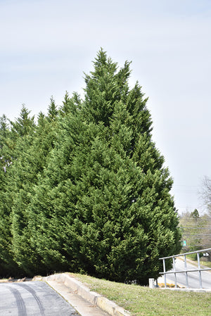 Cupressocyparis x leylandii