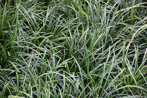 Ophiopogon japonicus (Snake's Beard)