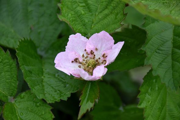 Rubus fruticosus 'Arapaho' (Blackberry)
