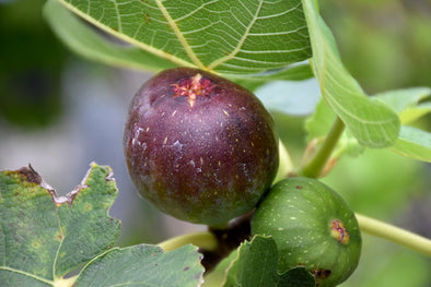 Ficus carica 'Brown Turkey' (Fig)