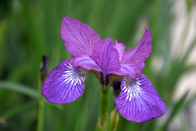 Iris sibirica 'Chilled Wine'