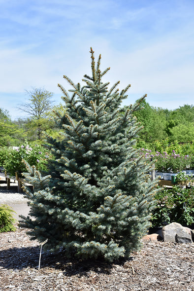Picea pungens 'Bakeri' (Bakeri Blue Spruce)