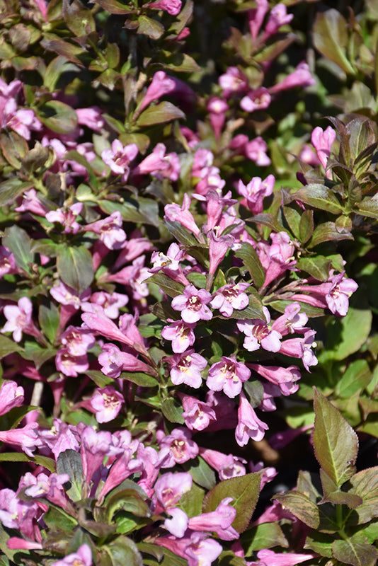 Weigela florida 'Minuet' (Minuet Weigela)