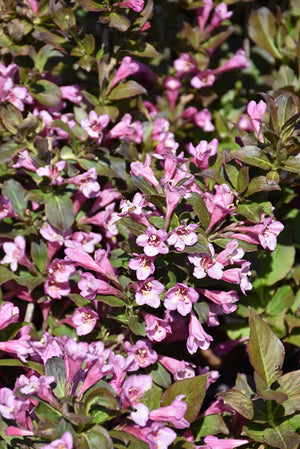 Weigela florida 'Minuet' (Minuet Weigela)