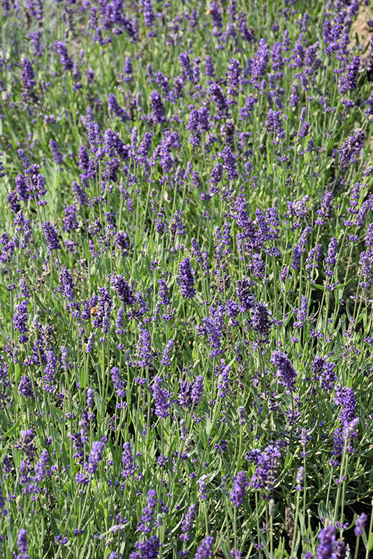 Lavandula angustifolia 'Armtipp01' (Big Time Blue Lavender)