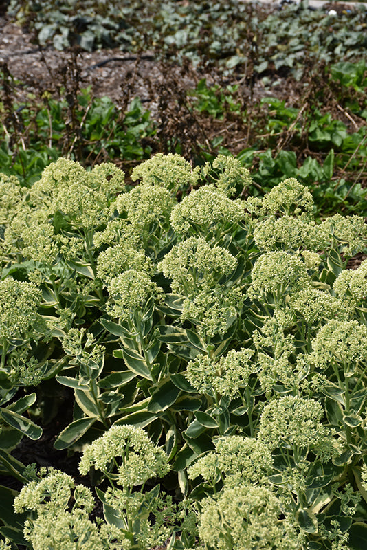 Sedum 'Frosted Fire' (Frosted Fire Stonecrop)