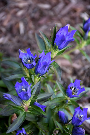 Gentiana 'True Blue'