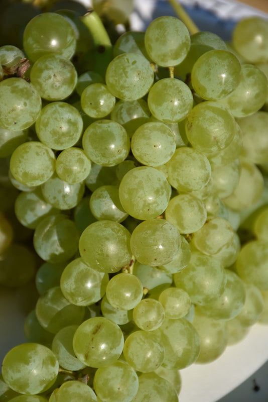 Vitis 'Himrod' (Golden Grape)