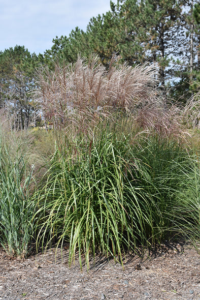 Miscanthus sinensis 'Gracillimus' (Maiden Grass)