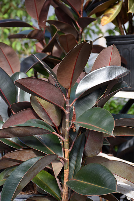 Ficus elastica 'Burgundy' (Rubber Tree)
