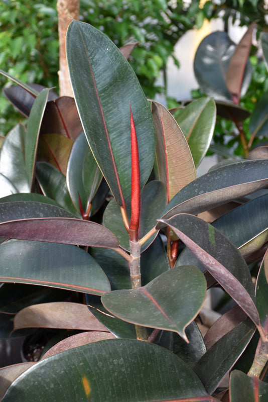 Ficus elastica 'Burgundy' (Rubber Tree)