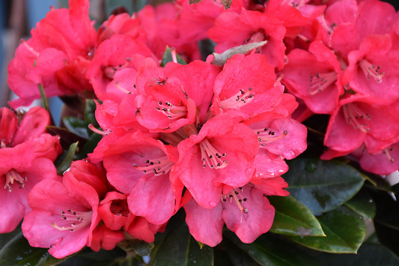 rhododendron bordeaux Rhododendron 'Cherries and Merlot' – Green Thumb Nurseries