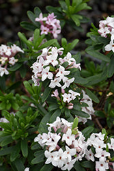 Daphne x transatlantica 'BLAFRA' (Eternal Fragrance Daphne)