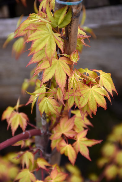 Acer palmatum 'Ueno Yama' (Japanese Maple)