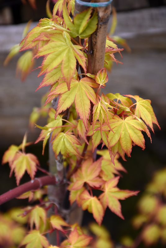 1/5 やま様 Acer palmatum 'Ueno Yama' (Japanese Maple) – Green Thumb Nurseries