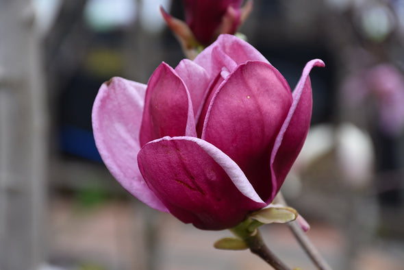 Magnolia 'Genie'