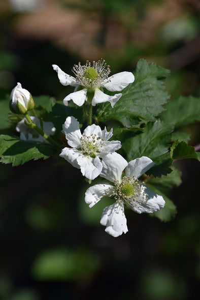 Rubus fruiticosus 'Natchez' (Thornless Blackberry)