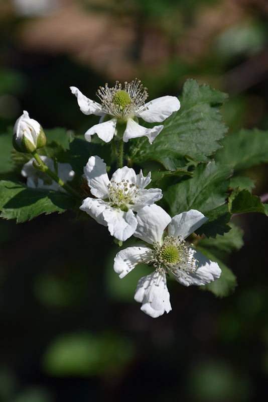 Rubus 'Natchez' (Natchez Thornless Blackberry)