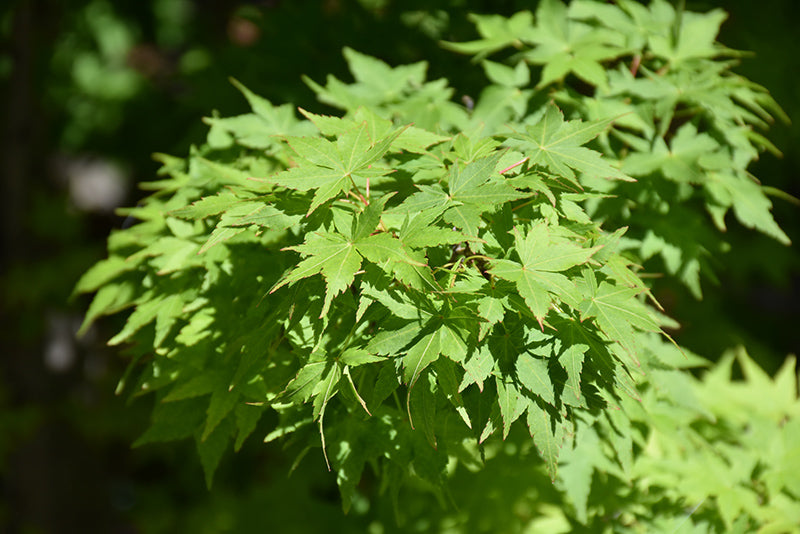 Acer palmatum 'Winter Flame' (Japanese Maple)