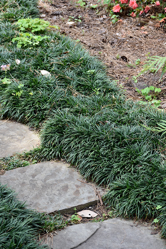 Ophiopogon japonicus 'Nana' (Dwarf Mondo Grass)
