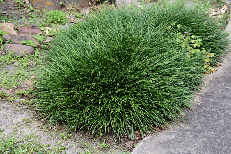 Ophiopogon japonicus (Snake's Beard)