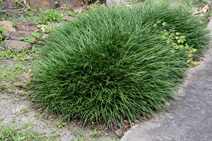 Ophiopogon japonicus (Snake's Beard)