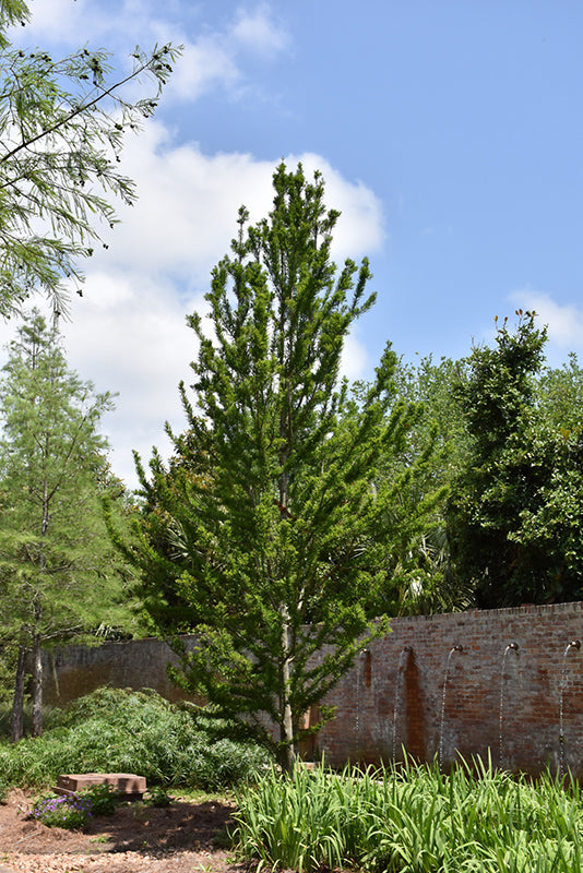 Taxodium distichum 'Peve Minaret' (Peve Minaret Baldcypress)